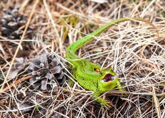 bright green lizard defensively grins in the dry grass