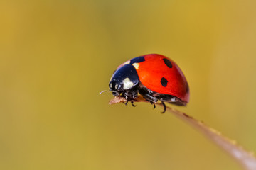 autumn and ladybird 