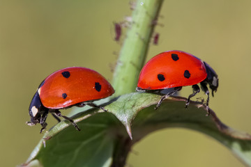 ladybug on green leaf 2 ..