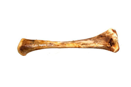 bone isolated on white background