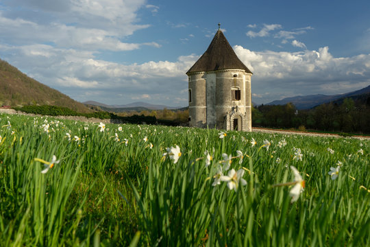 Spring shot of narcissus and castle Devils turn in the background. Hudicev turn in Soteska