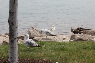 seagulls on the lake