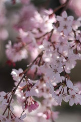 枝垂れ桜