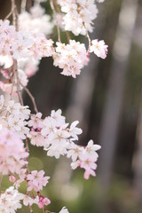 4月枝垂れ桜
