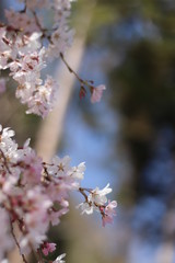 4月枝垂れ桜