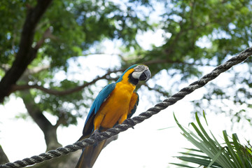 guadeloupe