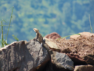 Reptilia basking in the sun