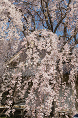 cherry blossoms in Kyoto in the temples of Daigo-Ji, details, flowers, branches, blue sky during the hanami