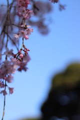 4月　枝垂れ桜