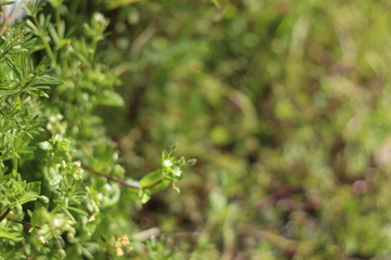 4月　はこぺの花