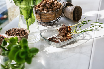 Transplanting of fresh plant at home