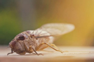 Top of cicada is on a rough ground, insects with short life cycles, small insects that make a loud noise 