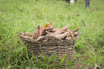 Khonkaen,Thailand-June 1,2018:Farmer  ้harvest cassava in farmland before rainy season.