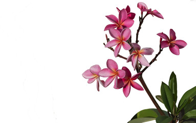 Pink plumeria flower on white background,soft focus.