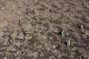 Group of young small green flower sprouts in soil