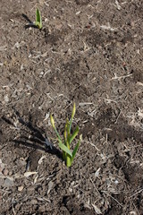 Young big and small green flower sprouts in soil