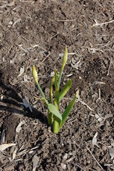 Young big green flower sprout in soil in spring