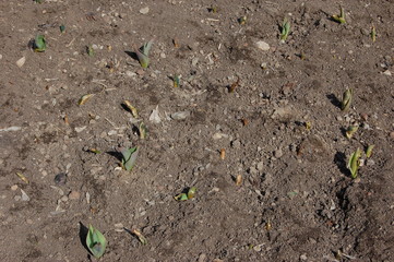 Young small flower sprouts in soil in spring
