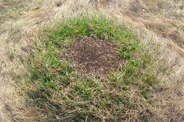 Colony of ant Formica pratensis. Danger and slaves concept. Forest fire danger. Teamwork concept