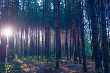 Pine grove at dawn.Sun ray