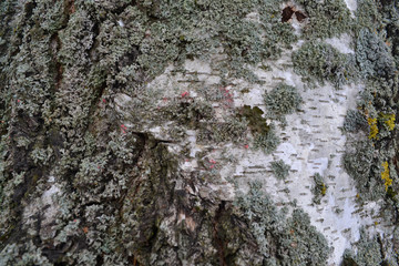 White wood texture background. Tree birch bark texture. Grunge background. Natural color.