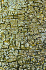Bark tree texture.