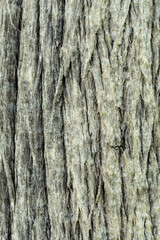 Bark tree texture.