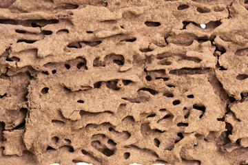Piece of wood damaged and eaten by termite
