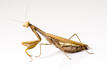 Wandering Violin Mantis, Gongylus gongylodes, in front of white background