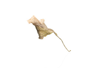 Dried flower petals isolated on white
