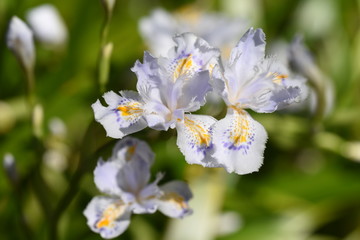 Obraz na płótnie Canvas Fringed iris (Iris japonica)