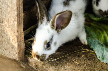 Obraz premium Cute Baby Rabbit