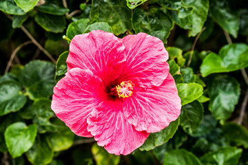 Pinkfarbene Hibiskus  © Christiane
