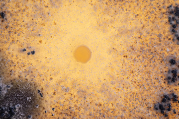 Macro view of molds growing inside an agar dish