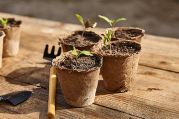 Young and fragile seedlings in pots farmer concept