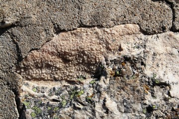 mur en quartz