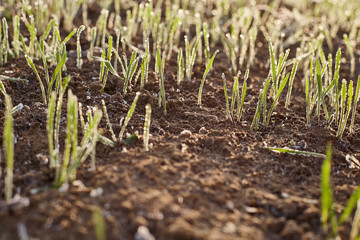 Young seedlings gain strength in the sun field of winter wheat