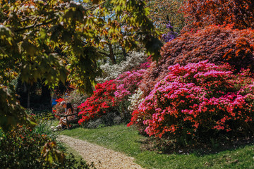 People seating on wooden bench in colourful rhododendron and azalea landscape garden on sunny day. England.