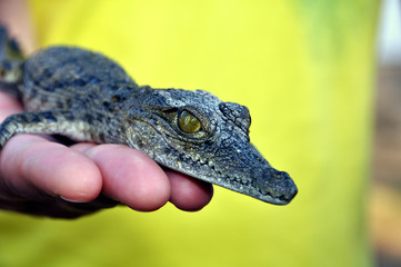Reptil