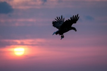 Fototapeta na wymiar White-tailed eagle in flight, eagle with a fish which has been just plucked from the water in Hokkaido, Japan, silhouette of eagle with a fish at sunrise, majestic sea eagle, wildlife scene