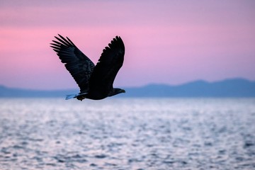 White-tailed eagle in flight, eagle flying against pink sky in Hokkaido, Japan, silhouette of eagle at sunrise, majestic sea eagle, wildlife scene, wallpaper