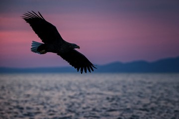 Fototapeta na wymiar White-tailed eagle in flight, eagle flying against pink sky in Hokkaido, Japan, silhouette of eagle at sunrise, majestic sea eagle, wildlife scene, wallpaper
