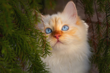 Naklejka na ściany i meble Birman cat with blue eyes hiding under a fir tree