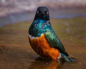 Wet Superb Starling after a bath