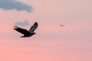 White-tailed eagle in flight, eagle flying against colorful sky with clouds in Hokkaido, Japan, silhouette of eagle at sunrise, majestic sea eagle, wildlife scene, wallpaper, bird isolated silhouette