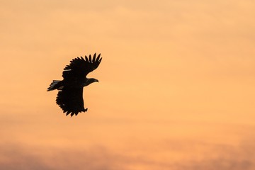 Naklejka na ściany i meble White-tailed eagle in flight, eagle flying against colorful sky with clouds in Hokkaido, Japan, silhouette of eagle at sunrise, majestic sea eagle, wildlife scene, wallpaper, bird isolated silhouette