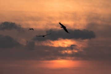 White-tailed eagle in flight, eagle flying against colorful sky with clouds in Hokkaido, Japan, silhouette of eagle at sunrise, majestic sea eagle, wildlife scene, wallpaper, bird isolated silhouette