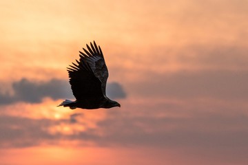Naklejka na ściany i meble White-tailed eagle in flight, eagle flying against colorful sky with clouds in Hokkaido, Japan, silhouette of eagle at sunrise, majestic sea eagle, wildlife scene, wallpaper, bird isolated silhouette