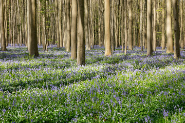 bluebells in the forest - 259682963