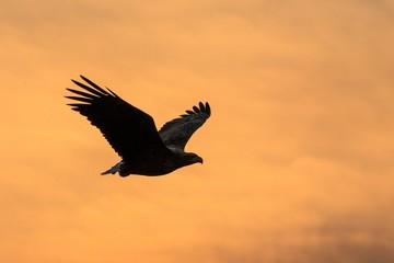 Fototapeta premium White-tailed eagle in flight, eagle flying against colorful sky with clouds in Hokkaido, Japan, silhouette of eagle at sunrise, majestic sea eagle, wildlife scene, wallpaper, bird isolated silhouette